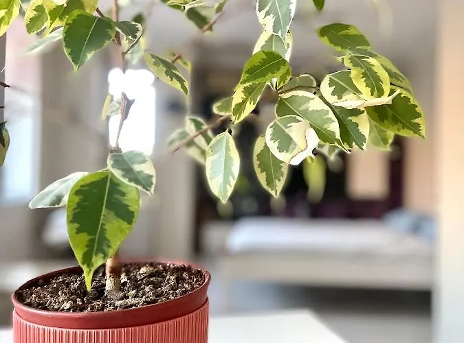 Lejlighed Flat In The Heart Of Burgas City